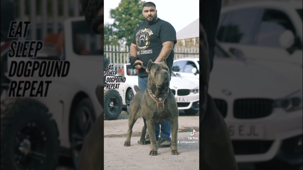 Cane corso Amazing breed 