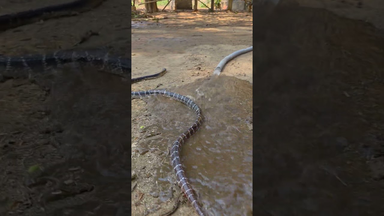 आखिर गर्मी में कहां कहां छुप सकता है साँप