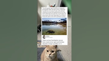 This is how fossilization usually begins