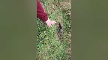 Rái cá hoang dã Titi về nhà thăm Tiun nhưng bị con người canh me bắt hại nhiều lần