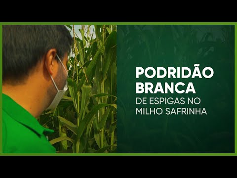 Vídeo: Tratando a podridão branca do esclerócio: o que causa a podridão branca nos alliums