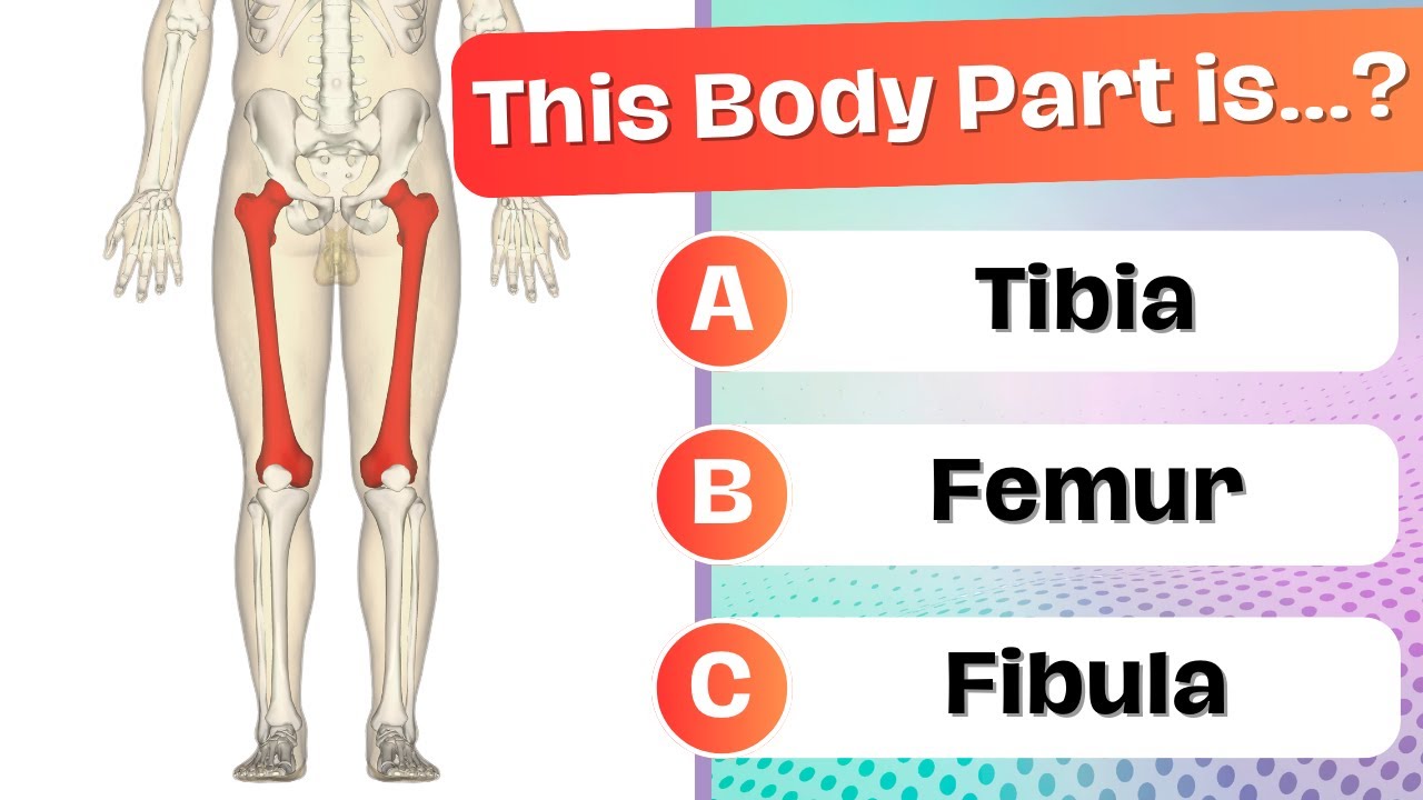 Can You Guess These Human Body Parts?  🧠🦴