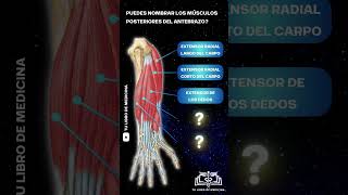 Músculos Posteriores del Antebrazo💪 #Anatomia