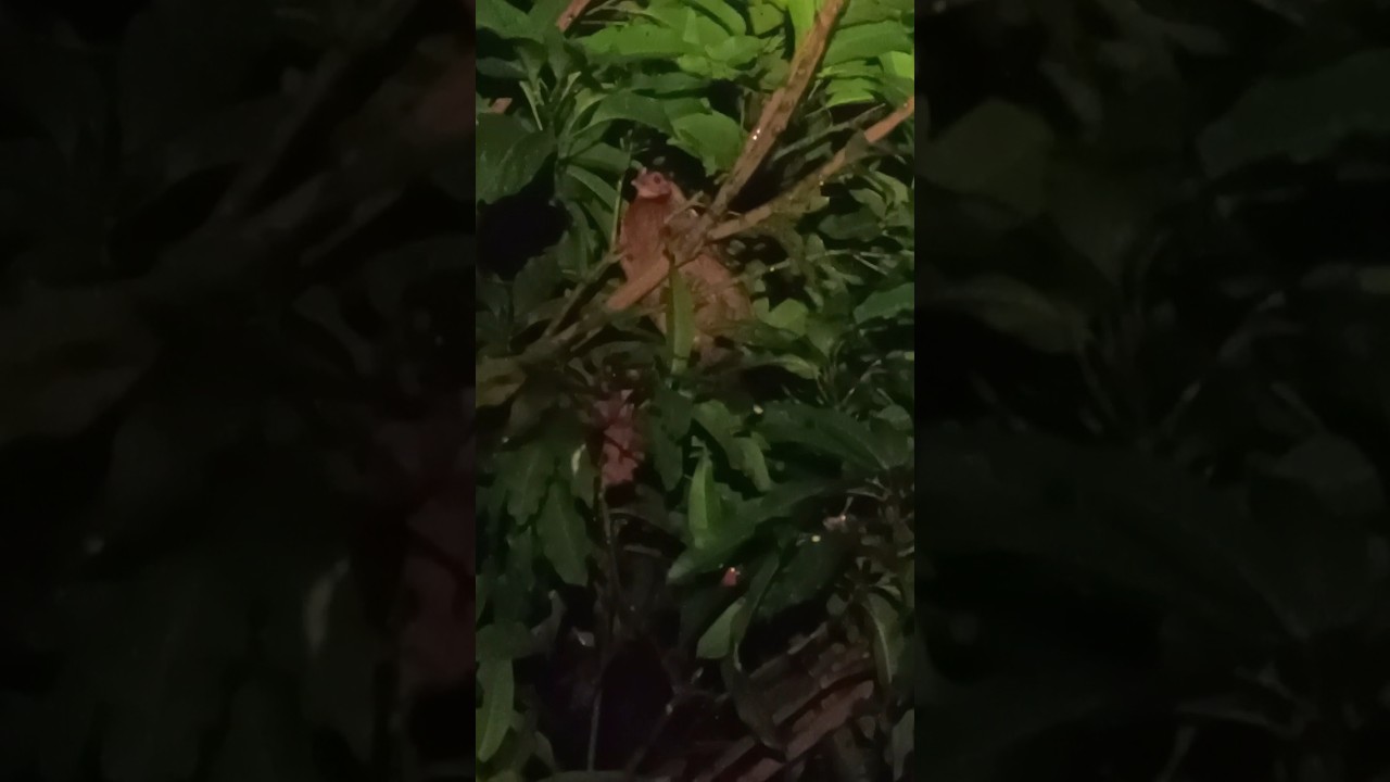 Wild chickens at night.