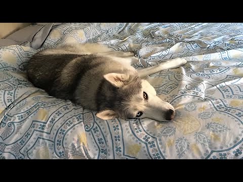 Vocal husky is too tired to get out of bed today
