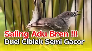 Download lagu CIBLEK SEMI GACOR SALING ADU BREN TEMBAKAN PANJANG❗️ FULL SUARA JERNIH SPEED RAPET❗️❗️ #ciblekbren