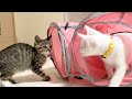 威嚇しつつも一緒に遊びたい子猫たちの初対面【ひまわり日記】From "hiss" to "play." A heartwarming first meeting.