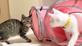 威嚇しつつも一緒に遊びたい子猫たちの初対面【ひまわり日記】From "hiss" to "play." A heartwarming first meeting.