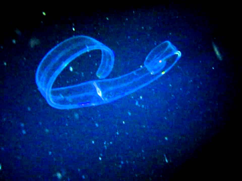 20110910 Hawaii Black Water Night Dive Big Island Divers YouTube