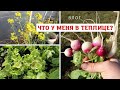 Теплица в апреле / Собираю урожай / Мизуна и татсой на семена / Шпинат и разный самосев