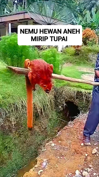 meet walangkopo or tandomerah #animals #shorts #walangkopo #tando