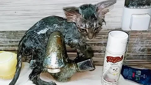 Video 11704971: persian newborn kittens, persian kitten adoption, persian kitten show, beautiful persian kitten, best bath, grooming