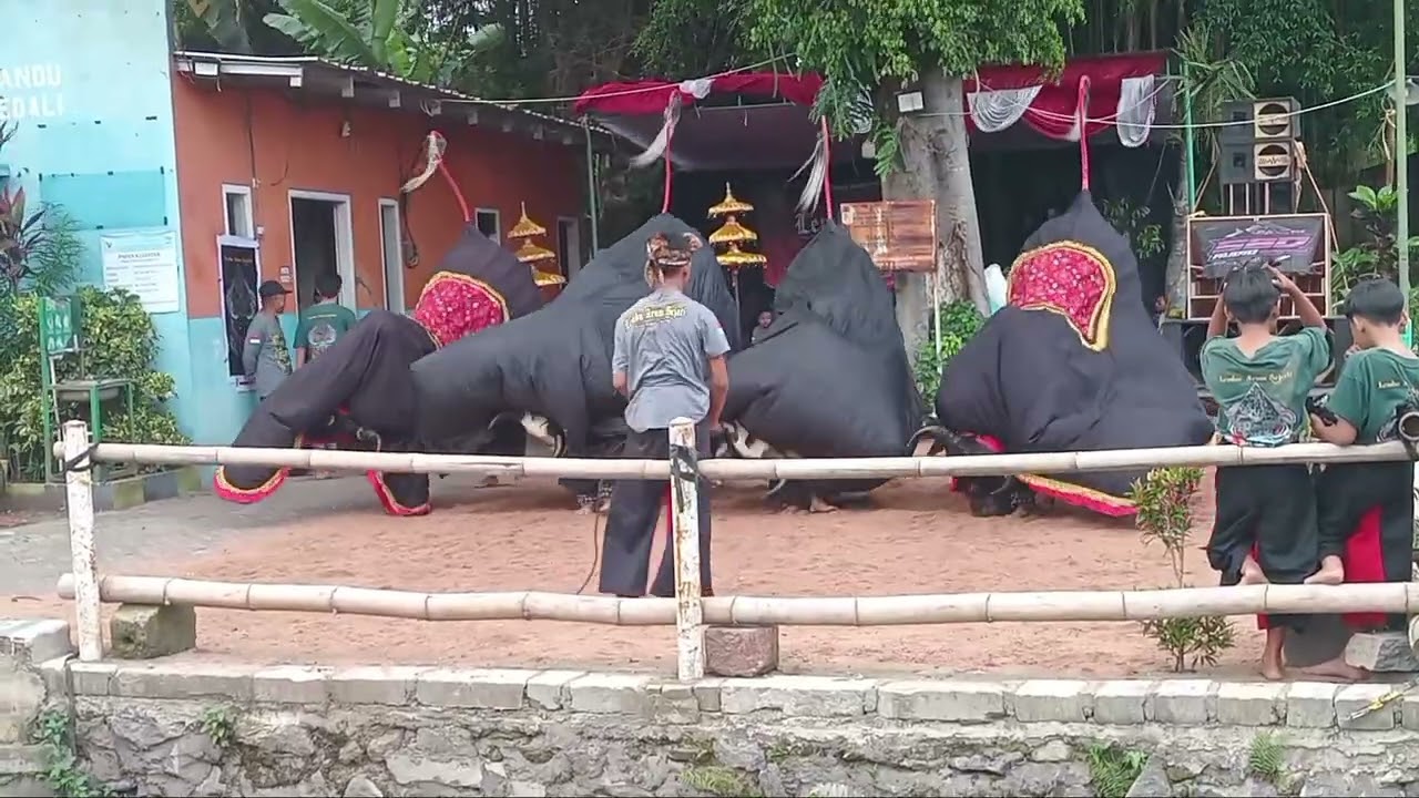 LEMBU ARUM SEJATI live in bedali 1 november 2025 