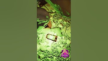 The Ghost Agrees It Might Be an Onryo | Phasmophobia #shorts