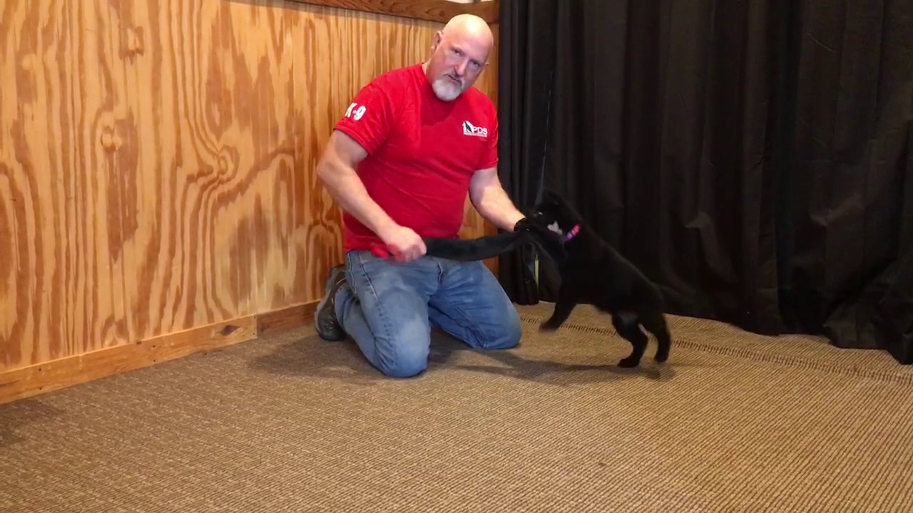 camera iphone 8 plus apk Prey Drive Testing W/8 Wk Old German Shepherd Puppy 