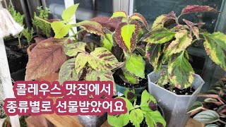 잎이 독특한 식물키우기 (콜레우스)