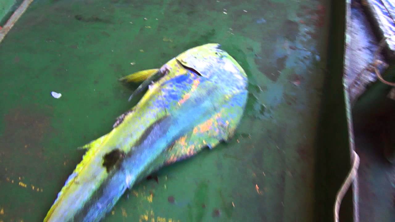 The mahi-mahi or common dolphinfish