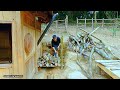 Build a warehouse to store firewood - Living with nature | Ep.208
