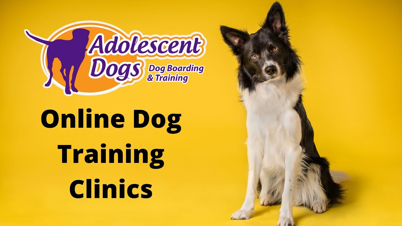 Online Dog Training Clinics Using Positive Training Methods YouTube