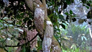 Effects of Ayahuasca on Mindfulness, Neural Metabolism & Brain Plasticity - Dr. Jordi Riba