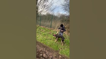 Blue boy and Stella pre ban hare coursing