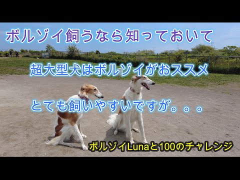 【033ボルゾイ飼うならなら見てください】ボルゾイの特徴Part2