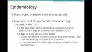 Chapter 2 - Streptococcus zooepidemicus - An Emerging Pathogen in Shelters
