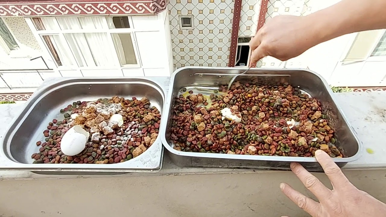 KÖPEKLERE KİLO ALMALARI İÇİN ÖZEL TARİF  ( SPECİAL RECIPE FOR DOGS TO GAİN WEİGHT