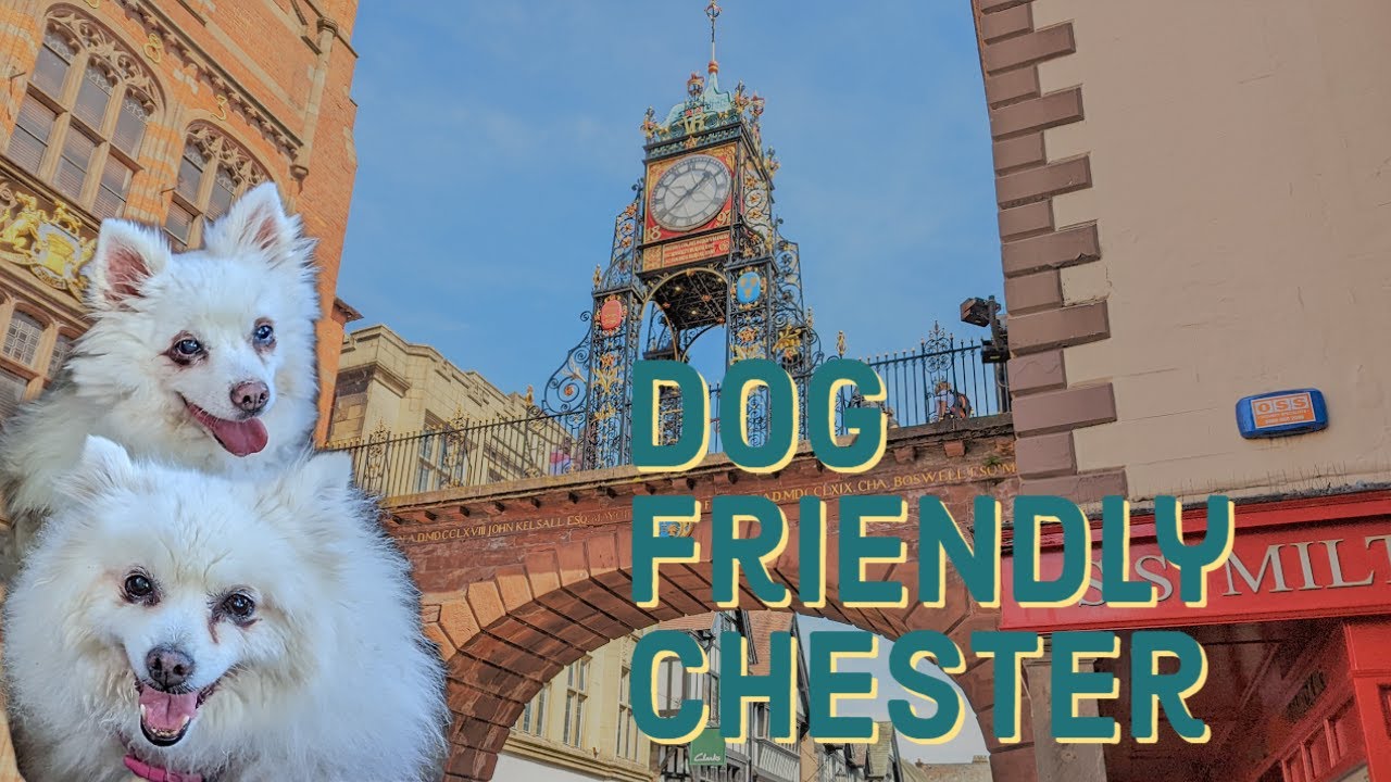 Fluffy dogs visit historic Roman City. Dog Friendly trip to Chester, England