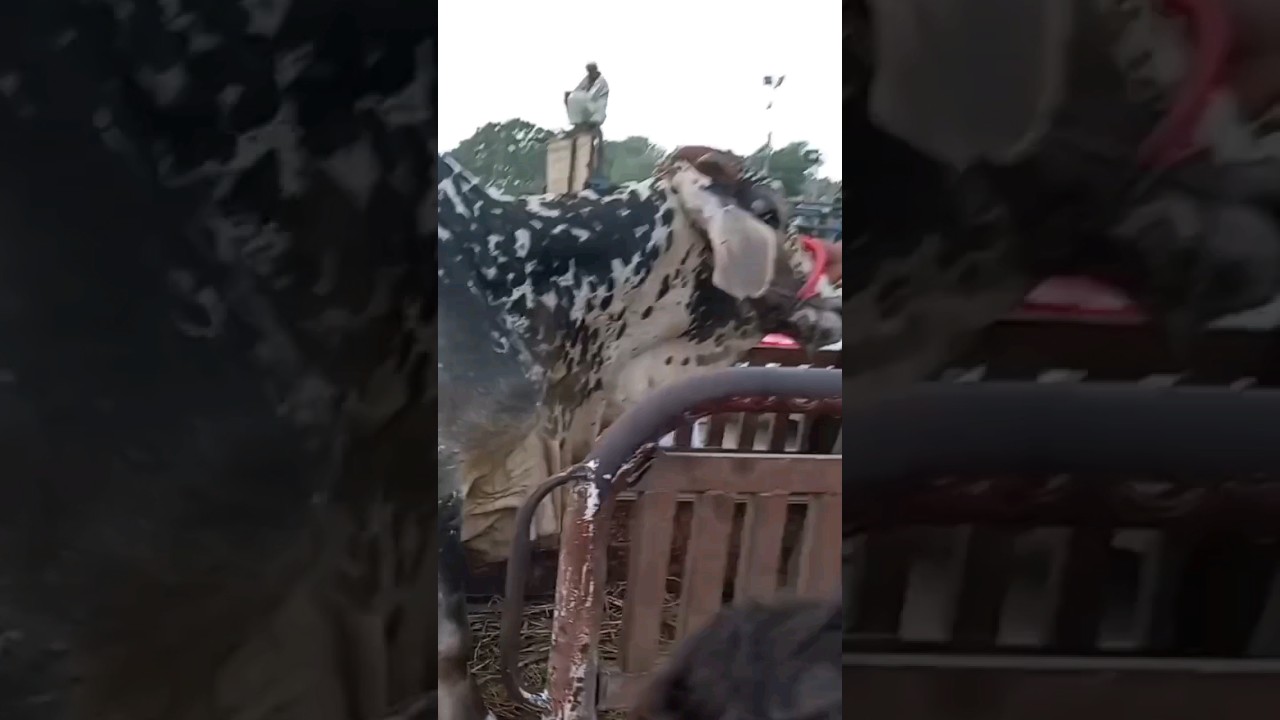 Bigesst Bull Unloading 2023