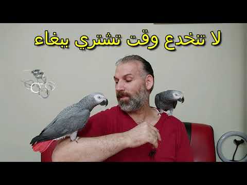 لا تنخدع وقت تشتري ببغاء شو بيعني لبلاك برجل الببغاء أهم العلامات عند الشراء