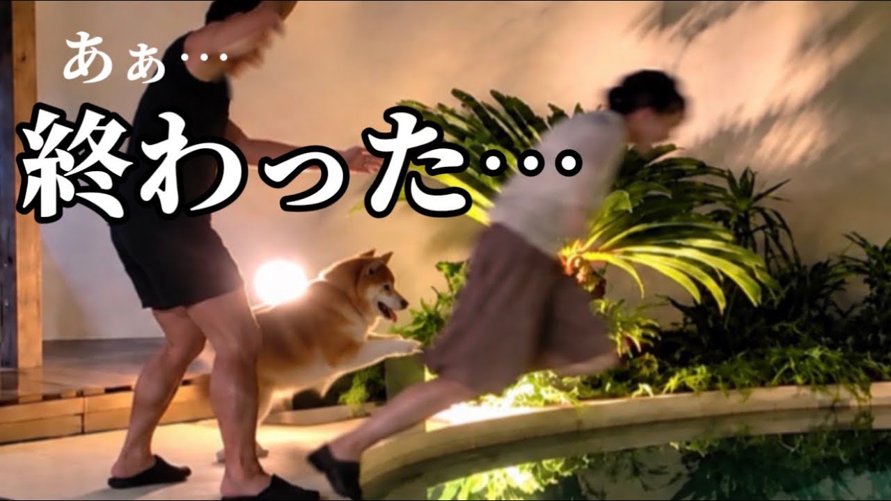 【許しません】連日豪雨の中、柴犬の一撃で冷たい水に突き落とされた結果…