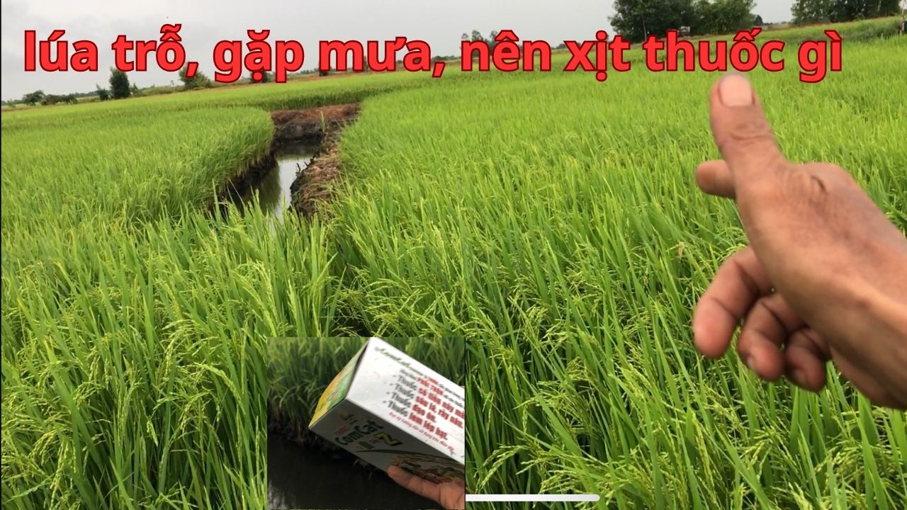 kinh nghiệm, chọn thuốc xịt cử trỗ điều, khi gặp mưa