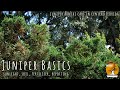 Juniper basics sunlight soil repotting