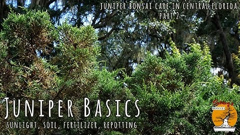 Juniper Basics (sunlight, soil, repotting)