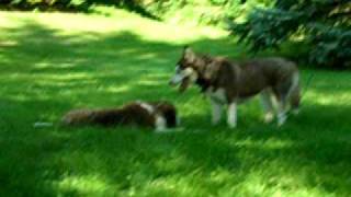 siberian husky vs saint bernard 2 being lazy