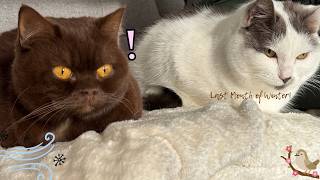 How My Cats Spend the Last Month of Winter | Brown Cat