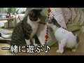 2匹の猫が一つのおもちゃで遊んだ結果www