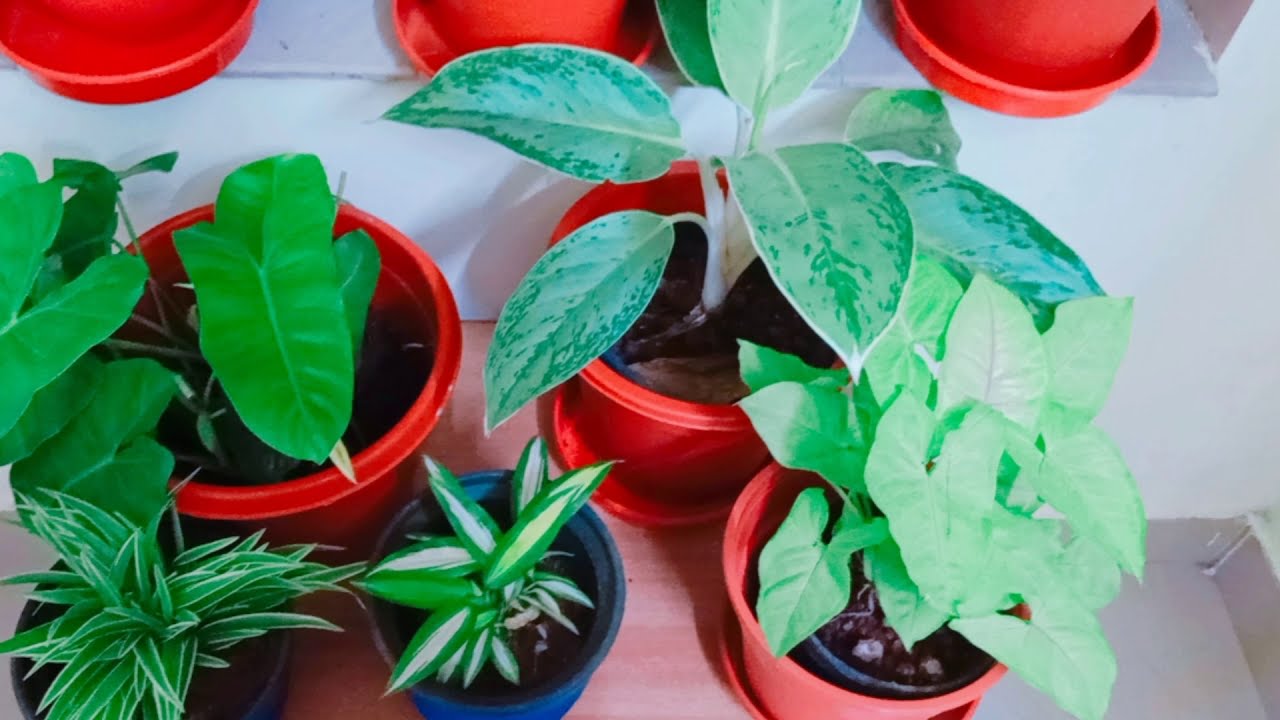 indoor plants in Malayalam YouTube