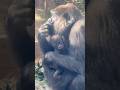 Baby Gorilla Has Sparkling Eyes 🦍✨ Kyoto City Zoo