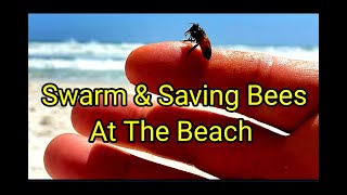 Why Was This Queen Laying On The Ground & Saving Bees At The Beach @davidhaught84