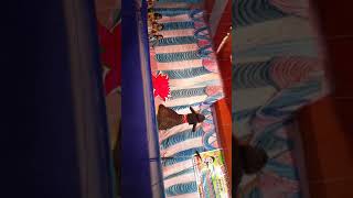 Durga Puja 5