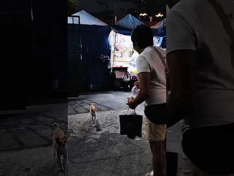 GUTOM NA GUTOM SILA 🥲 #shortvideo #bestfeed #cat #pets #animallovers