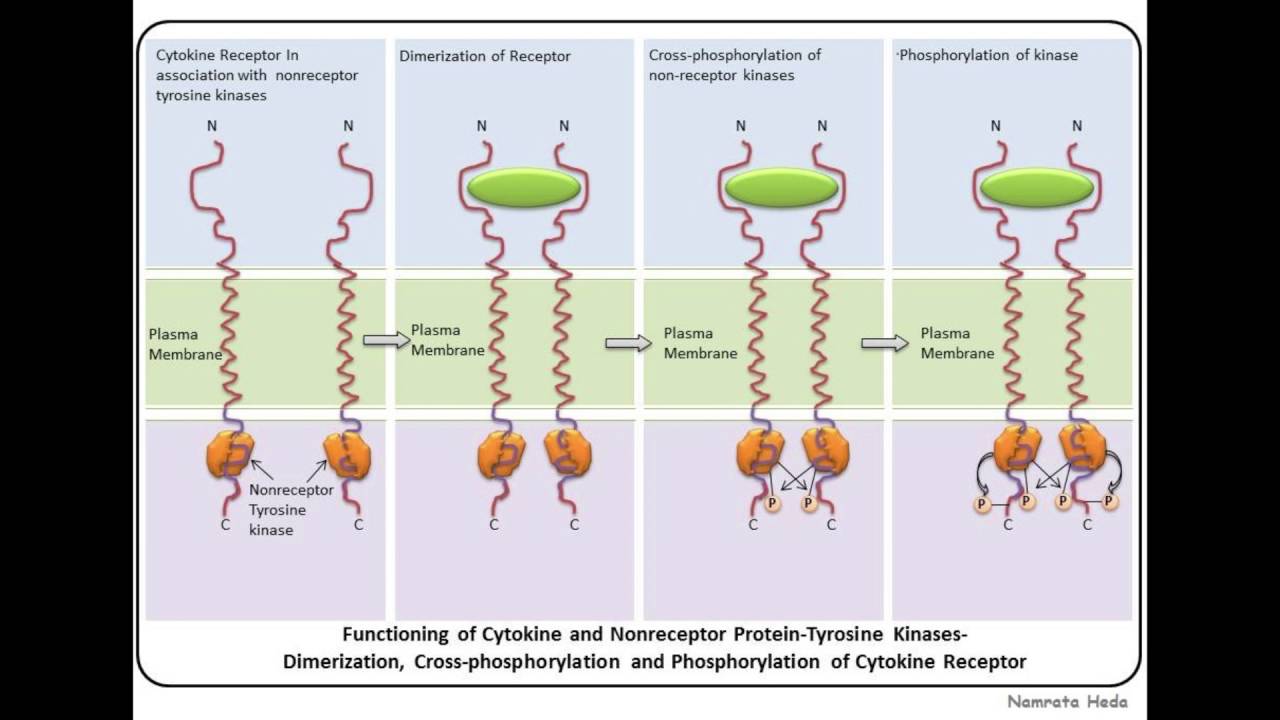 Рецептор схема. Рецепторные серин треониновые киназы. Киназы и мембранные рецепторы. Тирозин рецепторы. Tyrosine kinase receptor.