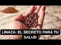 👉 Beneficios de la Linaza | Para qué sirve y cómo mejora tu salud