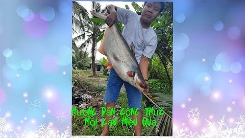 Hướng dẫn làm mồi câu cá tra