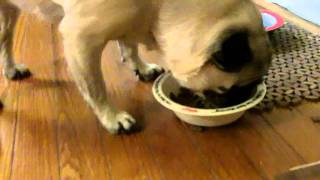Pugstep