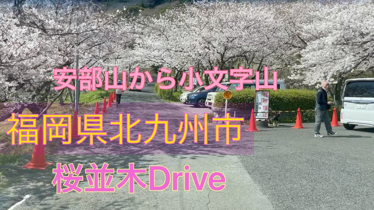 著作権フリーbgmオルゴール 北九州の桜並木ドライブ Youtube