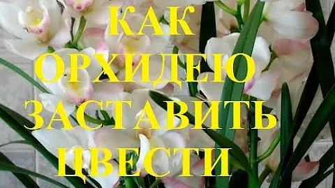 Как заставить зацвести орхидею легко и просто. Весь секрет здесь.