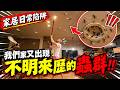 【日常捉蟲...】蟲群襲擊我的家😲?!數量超過200隻!連我身上面都係🤢!